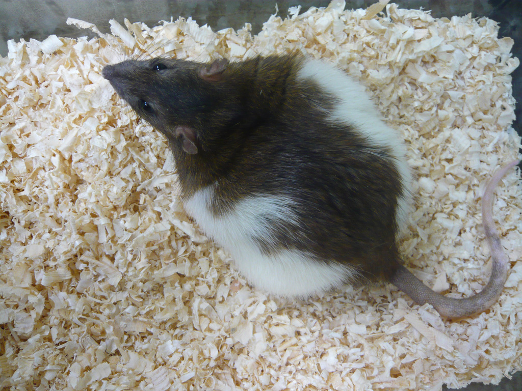 RAT ラット ラット系統
